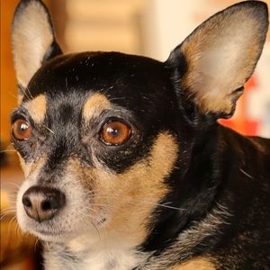 Meet your Posher, Susan